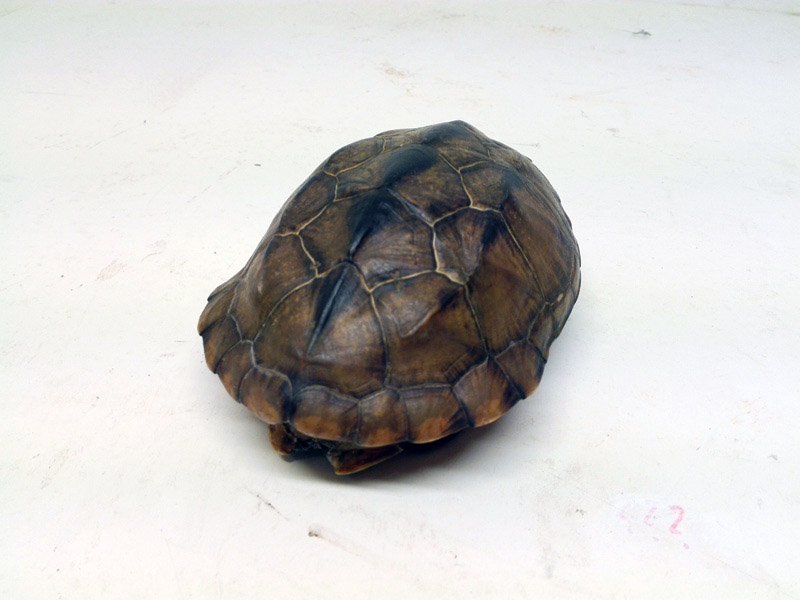 caparazon tortuga animal 7x16x11.7 1u